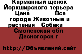 Карманный щенок Йоркширского терьера › Цена ­ 30 000 - Все города Животные и растения » Собаки   . Смоленская обл.,Десногорск г.